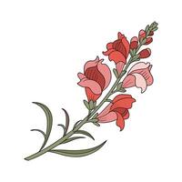 Charming Snapdragon Flower on White vector