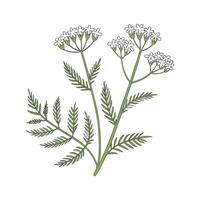 Beautiful Yarrow Flower on Clean White vector