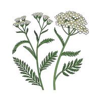 Charming Yarrow Flower on White vector