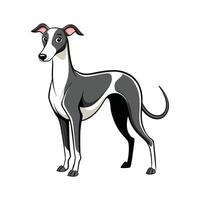 Beautiful Whippet Dog in White vector