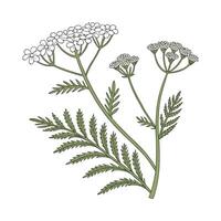 Exquisite Yarrow Flower on White Background vector