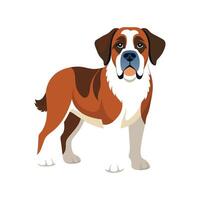 Exquisite St Bernard on Clean White vector