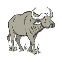 Charming Water Buffalo on White vector