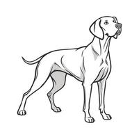 Beautiful Weimaraner Dog in Nature vector