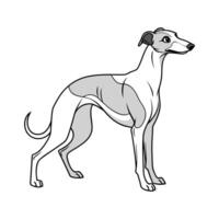 Exquisite Whippet on Clean White vector