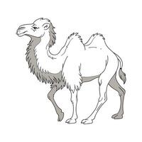 Majestic Bactrian Camel on White vector
