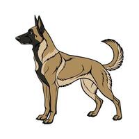 Charming Belgian Corso on White vector