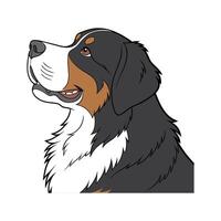 Charming Bernese Mountain Dog on White vector