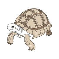 Charming Tortoise on White vector