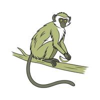 Charming Vervet Monkey on White vector