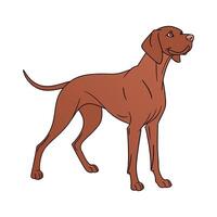 Charming Vizsla Dog on White vector