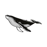 Majestic Humpback Whale on White vector