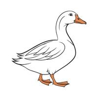 Lovely Aylesbury Duck Illustration vector