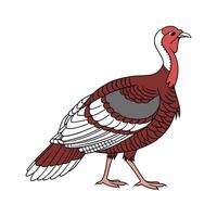 Charming Realistic Bourbon Red Turkey Illustration vector