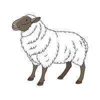 Lovely Cheviot Sheep Illustration vector