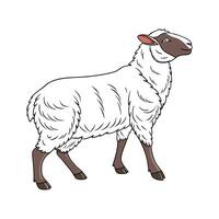 Charming Hampshire Sheep Illustration vector
