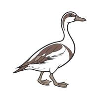 Beautiful Indian Runner Duck Illustration vector
