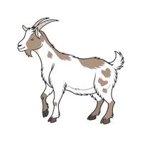 Exquisite Nigerian Dwarf Goat Illustration vector