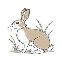 Beautiful New Zealand Rabbit on Clean White vector