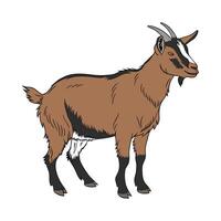 Realistic Oberhasli Goat Color Illustration vector