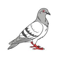 Realistic Pigeon Color Illustration with Outline vector