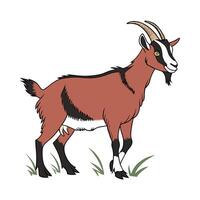 Beautiful Oberhasli Goat on White vector