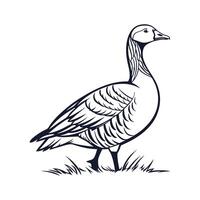 Pilgrim Goose Realistic Color Design vector