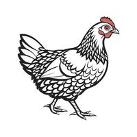 Realistic Color Illustration of Plymouth Rock Chicken vector