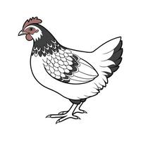 Plymouth Rock Chicken Color Realistic Portrait vector