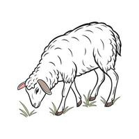 Rambouillet Sheep Realistic Color Illustration vector