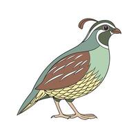 Realistic Quail Color Illustration with Outline vector
