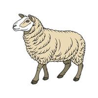 Romney Sheep Realistic Color Illustration vector