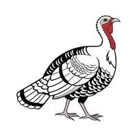 Royal Palm Turkey Realistic Color Portrait vector