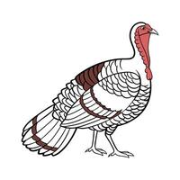 Realistic Color Illustration of Royal Palm Turkey vector