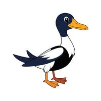 Realistic Magpie Duck Color Illustration vector