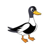 Color Illustration of Realistic Magpie Duck vector