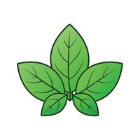 Fresh Amaranth Green Leaves For Salads vector