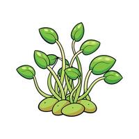 Crisp Mung Bean Sprouts Ideal For Salads vector