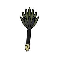 Black Salsify Freshly Harvested Ideal For Salads vector