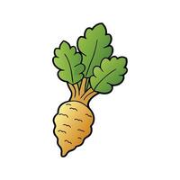 Isolated Burdock Root Great For Culinary Use vector