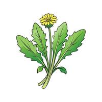 Nutritious Dandelion Greens Isolated vector