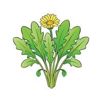 Fresh Dandelion Greens Perfect For Salads vector
