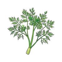 Nutritious Dill Weed Isolated vector