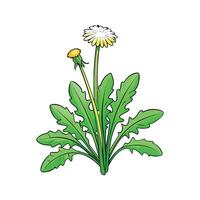 Fresh Dandelion Greens Ideal For Culinary Use vector