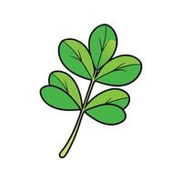 Fresh Fenugreek Leaves Ideal For Cooking vector