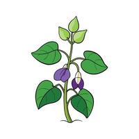 Hyacinth Beans Fresh Ideal For Culinary Uses vector