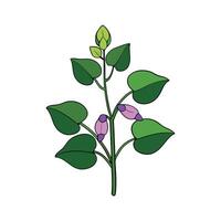 Nutritious Hyacinth Beans Isolated vector