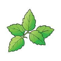 Fresh Lemon Balm Leaves Ideal For Culinary Use vector