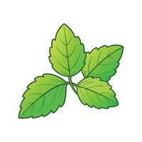 Isolated Lemon Balm Leaves Great For Salads vector