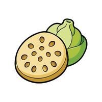 Lotus Root Fresh Ideal For Culinary Uses vector